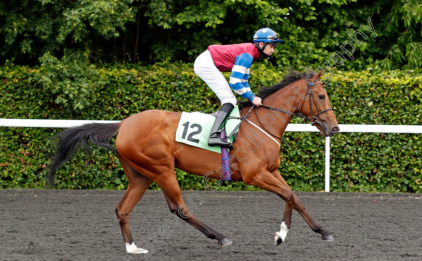 Rose-Tiara-0001 
 ROSE TIARA (Charles Bishop) 
Kempton 2 Jun 2021 - Pic Steven Cargill / Racingfotos.com