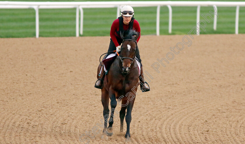 Ponntos-0001 
 PONNTOS training at the Dubai Racing Carnival 
Meydan 4 Jan 2024 - Pic Steven Cargill / Racingfotos.com