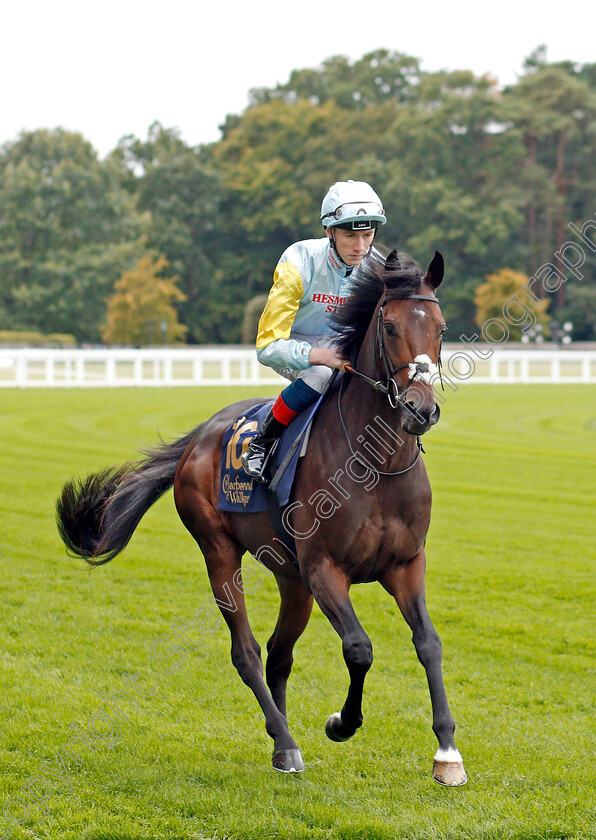 Talap-0001 
 TALAP (David Egan)
Ascot 6 Sep 2019 - Pic Steven Cargill / Racingfotos.com