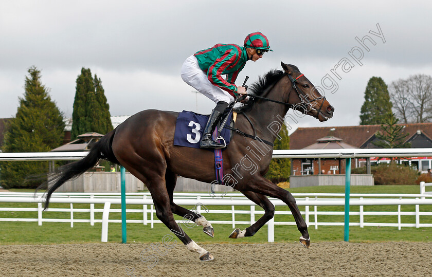 Salonica 
 SALONICA (James Doyle)
Lingfield 9 Mar 2022 - Pic Steven Cargill / Racingfotos.com