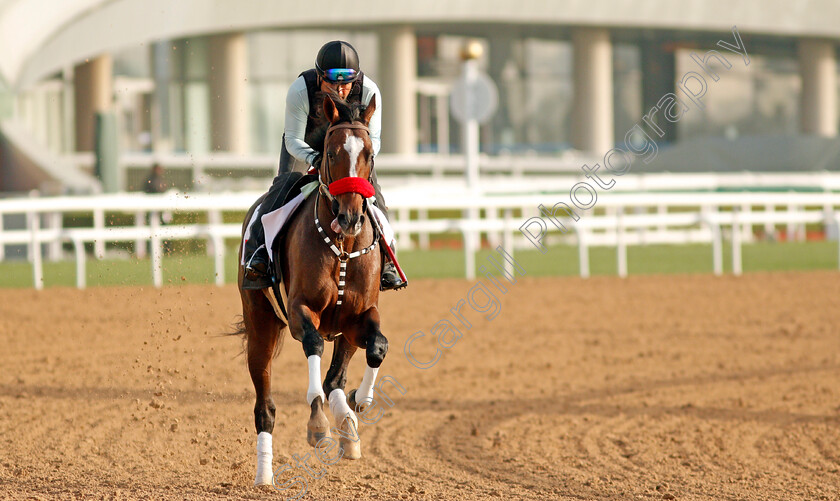 Hot-Rod-Charlie-0005 
 HOT ROD CHARLIE training for the Dubai World Cup
Meydan, Dubai, 23 Mar 2022 - Pic Steven Cargill / Racingfotos.com