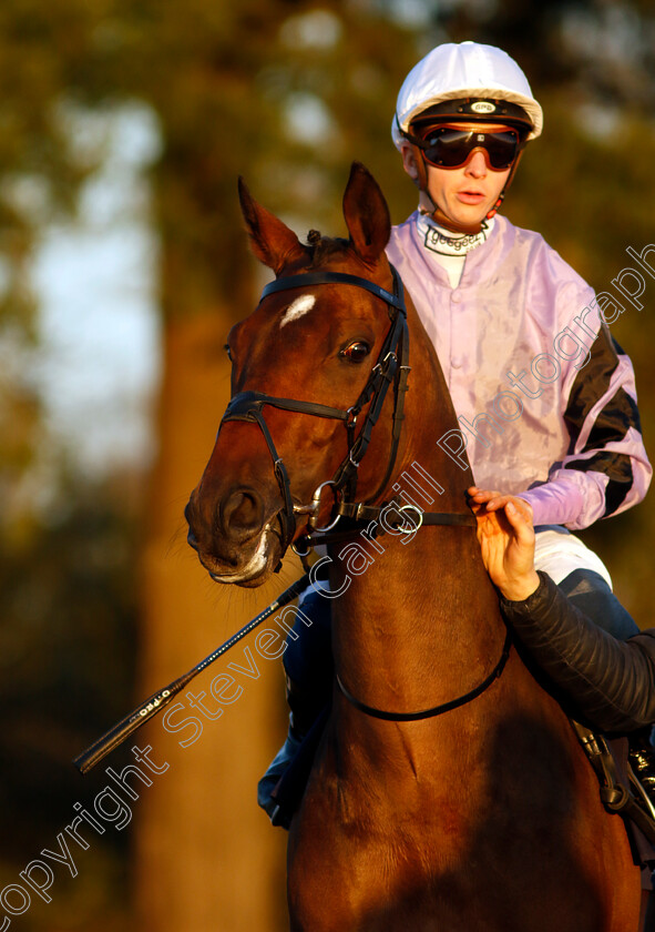 Covert-Mission-0001 
 COVERT MISSION (David Probert)
Lingfield 21 Jan 2023 - Pic Steven Cargill / Racingfotos.com