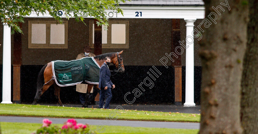 Enable-0002 
 ENABLE before the King George VI and Queen Elizabeth Stakes
Ascot 25 Jul 2020 - Pic Steven Cargill / Racingfotos.com