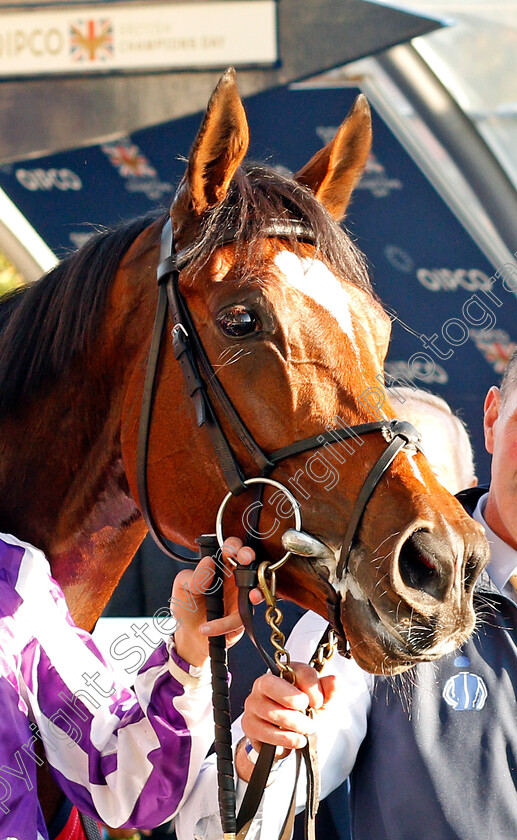 Magical-0014 
 MAGICAL after The Qipco Champion Stakes
Ascot 19 Oct 2019 - Pic Steven Cargill / Racingfotos.com