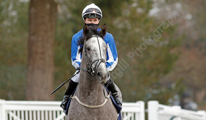 Toronado-Grey-0002 
 TORONADO GREY (Tom Queally) winner of The Get Your Ladbrokes Daily Odds Boost Novice Median Auction Stakes
Lingfield 9 Jan 2021 - Pic Steven Cargill / Racingfotos.com