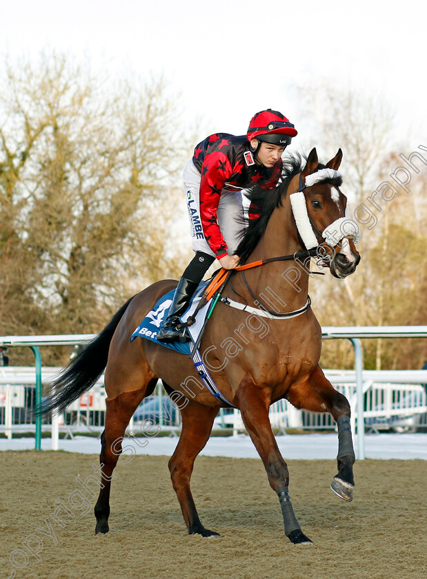 Pistoletto-0001 
 PISTOLETTO (Billy Loughnane)
Lingfield 21 Jan 2023 - Pic Steven Cargill / Racingfotos.com