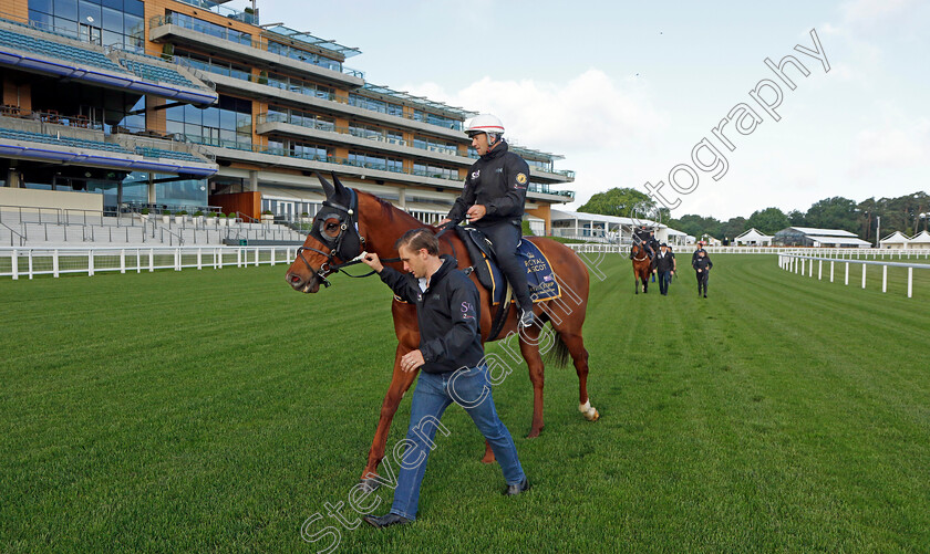 Nature-Strip-0013 
 NATURE STRIP - Australia to Ascot, preparing for the Royal Meeting.
Ascot 10 Jun 2022 - Pic Steven Cargill / Racingfotos.com