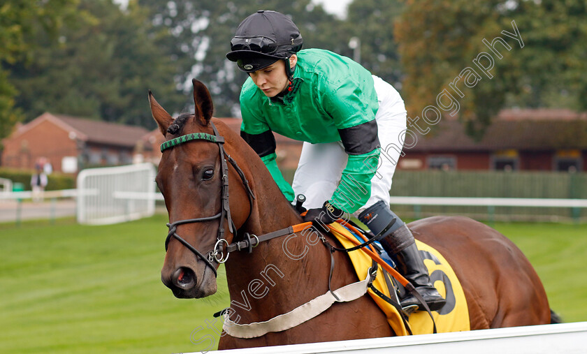 Sparks-Fly-0001 
 SPARKS FLY (Laura Pearson)
Haydock 7 Sep 2024 - Pic Steven Cargill / Racingfotos.com