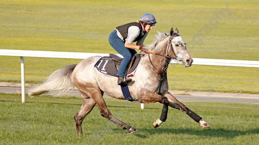 Magical-Memory-0001 
 MAGICAL MEMORY exercising in preparation for The Al Quoz Sprint at Meydan 29 Mar 2018 - Pic Steven Cargill / Racingfotos.com