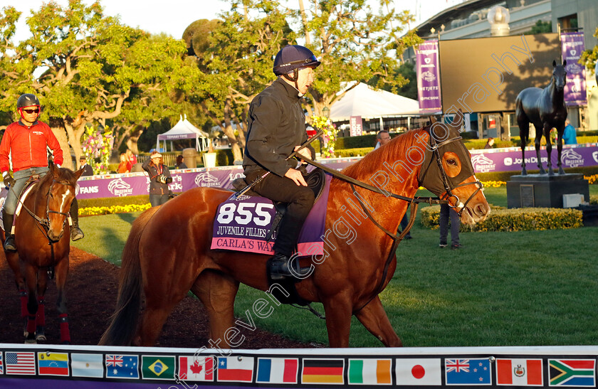 Carla s-Way-0002 
 CARLA'S WAY training for the Breeders' Cup Juvenile Fillies Turf
Santa Anita USA, 1 Nov 2023 - Pic Steven Cargill / Racingfotos.com