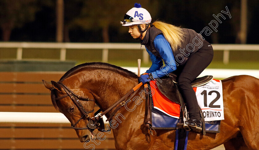 Super-Corinto-0001 
 SUPER CORINTO training for the Dubai World Cup
Meydan, Dubai, 23 Mar 2023 - Pic Steven Cargill / Racingfotos.com