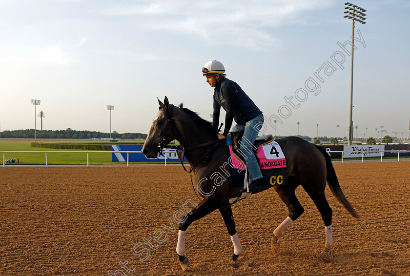 Pandagate-0001 
 PANDAGATE training for The UAE Derby
Meydan Dubai 28 Mar 2024 - Pic Steven Cargill / Racingfotos.com