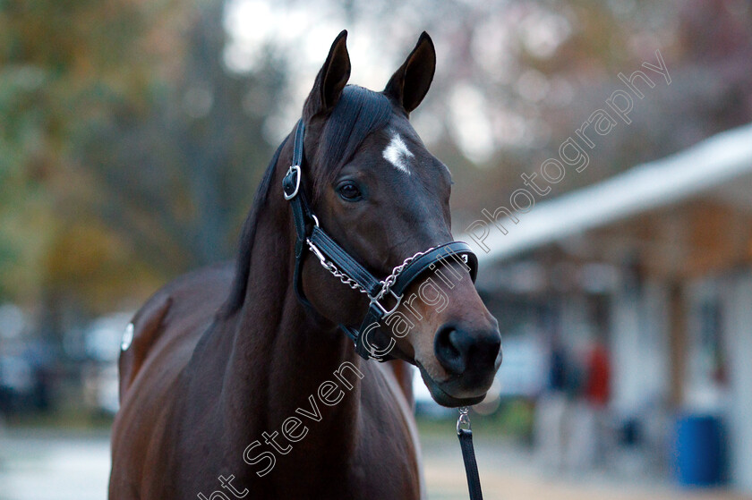 Lady-Aurelia-0005 
 LADY AURELIA before selling for $7.5million at Fasig Tipton, Lexington USA
4 Nov 2018 - Pic Steven Cargill / Racingfotos.com