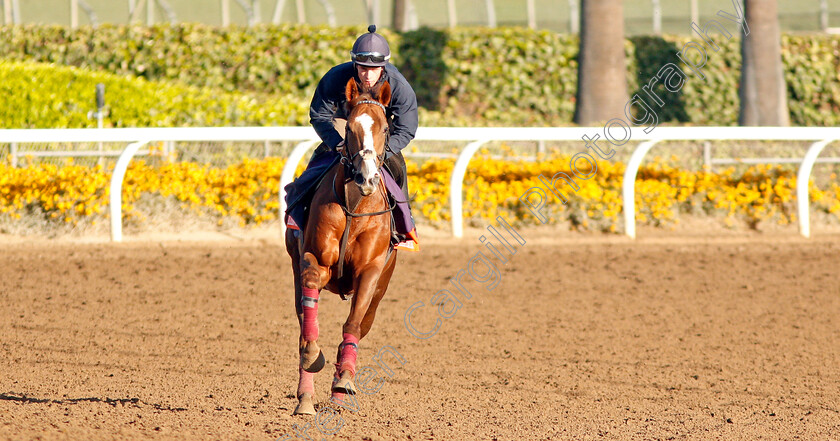 Billesdon-Brook-0003 
 BILLESDON BROOK training for the Breeders' Cup Filly & Mare Turf
Santa Anita USA 30 Oct 2019 - Pic Steven Cargill / Racingfotos.com