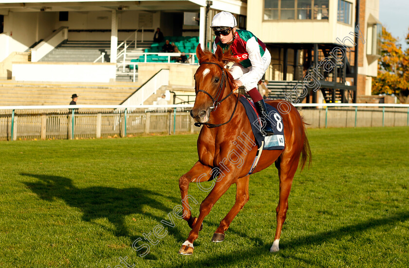 Rebel-Red-0001 
 REBEL RED (Rob Hornby)
Newmarket 19 Oct 2022 - Pic Steven Cargill / Racingfotos.com