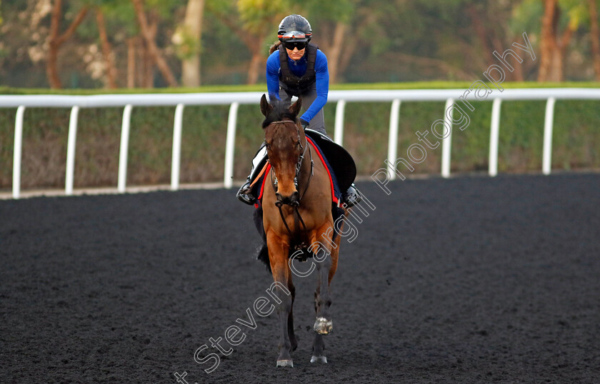 Tiger-Crusade-0003 
 TIGER CRUSADE training at the Dubai Racing Carnival
Meydan 1 Feb 2024 - Pic Steven Cargill / Racingfotos.com