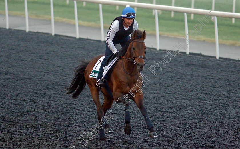 Hukum-0001 
 HUKUM training for the Sheema Classic
Meydan, Dubai, 22 Mar 2022 - Pic Steven Cargill / Racingfotos.com