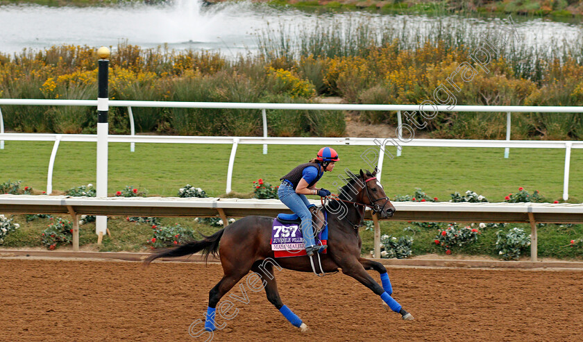 Maya-Malibu-0001 
 MAYA MALIBU exercising at Del Mar USA in preparation for The Breeders' Cup Juvenile Fillies 30 Oct 2017 - Pic Steven Cargill / Racingfotos.com