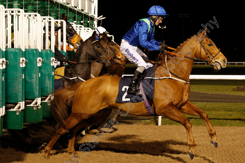 Poet s-Society-0001 
 POET'S SOCIETY (Joe Fanning) gets a flyer out of the stalls at Wolverhampton 15 Jan 2018 - Pic Steven Cargill / Racingfotos.com