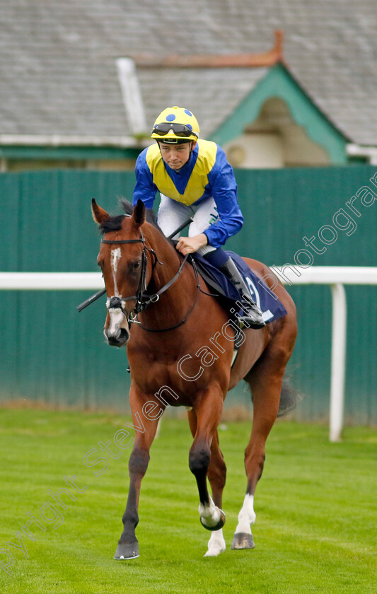 Commander-Of-Life-0002 
 COMMANDER OF LIFE (Billy Loughnane)
Yarmouth 21 Sep 2023 - Pic Steven Cargill / Racingfotos.com