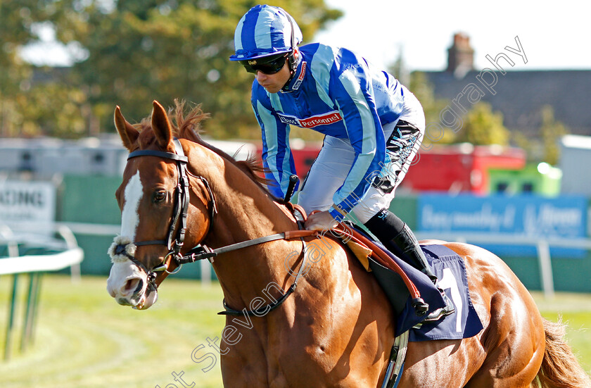 Anglo-Saxson-0001 
 ANGLO SAXSON (Stevie Donohoe)
Yarmouth 18 Sep 2019 - Pic Steven Cargill / Racingfotos.com