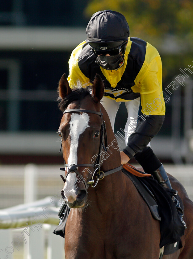 Harworth-0001 
 HARWORTH (Harry Bentley)
Newbury 18 Sep 2020 - Pic Steven Cargill / Racingfotos.com