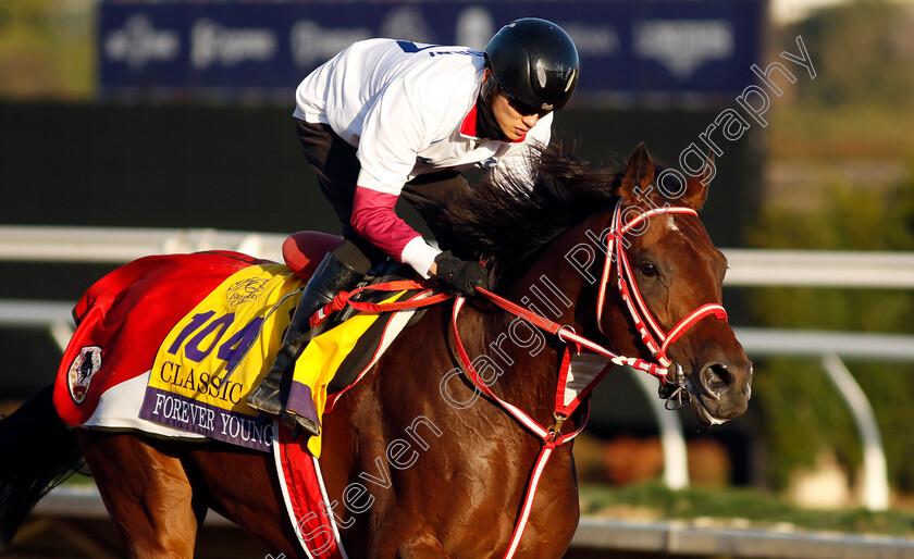 Forever-Young-0002 
 FOREVER YOUNG training for the Breeders' Cup Classic
Del Mar USA 31 Oct 2024 - Pic Steven Cargill / Racingfotos.com