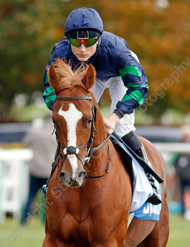 Wodao-0002 
 WODAO (Gavin Ryan)
Newmarket 7 Oct 2022 - Pic Steven Cargill / Racingfotos.com