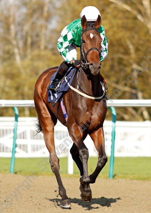 Roseabad 
 ROSEABAD (Hollie Doyle)
Lingfield 28 Oct 2021 - Pic Steven Cargill / Raingfotos.com