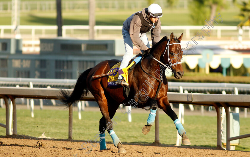 Senor-Buscador-0002 
 SENOR BUSCADOR training for The Breeders' Cup Classic
Santa Anita USA, 30 October 2023 - Pic Steven Cargill / Racingfotos.com