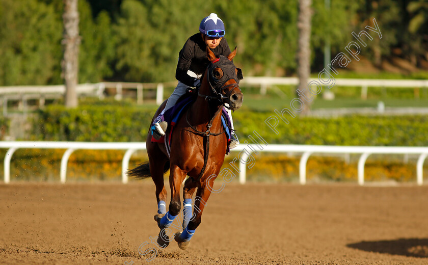 Tok-Tok-0002 
 TOK TOK training for The Breeders' Cup Juvenile Turf
Santa Anita USA, 30 October 2023 - Pic Steven Cargill / Racingfotos.com