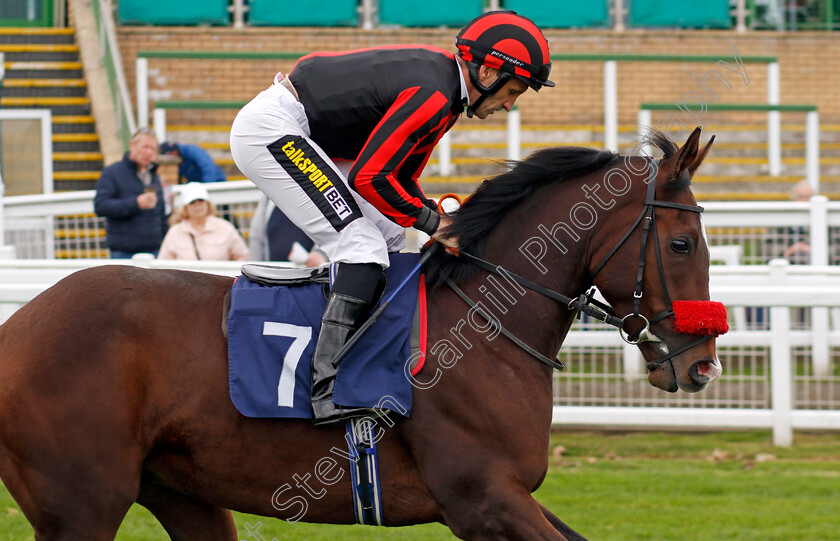 My-Boy-Harry-0001 
 MY BOY HARRY (Neil Callan)
Yarmouth 22 Oct 2024 - Pic Steven Cargill / Racingfotos.com