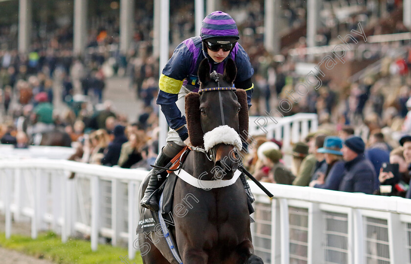 Abuffalosoldier-0017 
 ABUFFALOSOLDIER (Sean Bowen) winner of The Holland Cooper Handicap Chase
Cheltenham 17 Nov 2024 - Pic Steven Cargill / racingfotos.com