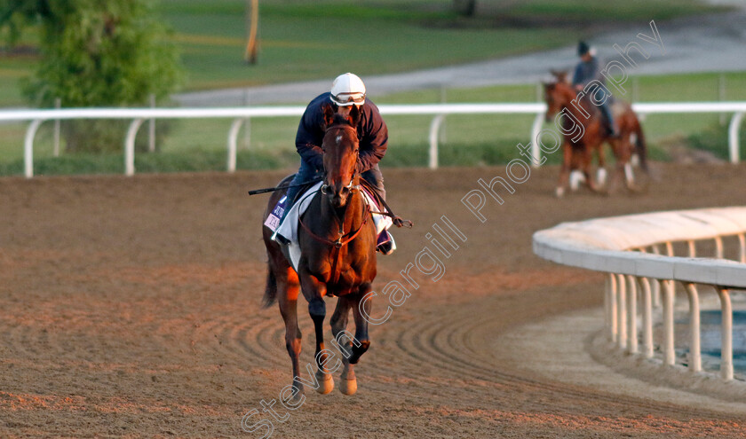 Tamara-0002 
 TAMARA training for The Breeders' Cup Juvenile Fillies
Santa Anita USA, 31 October 2023 - Pic Steven Cargill / Racingfotos.com