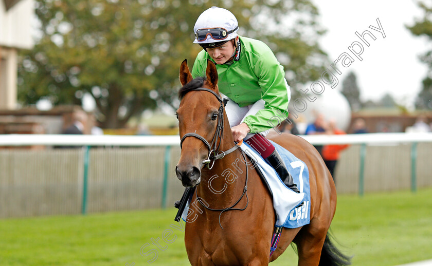 Echo-Chamber 
 ECHO CHAMBER (Rob Hornby)
Newmarket 8 Oct 2021 - Pic Steven Cargill / Racingfotos.com