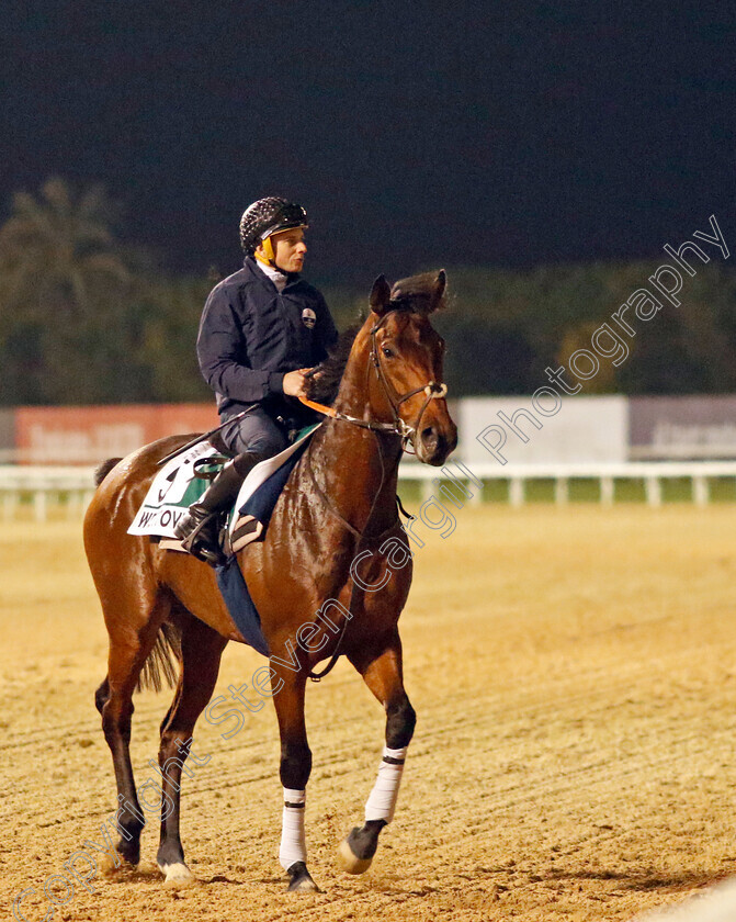 Westover-0005 
 WESTOVER (Ryan Moore) training for the Sheema Classic
Meydan, Dubai, 23 Mar 2023 - Pic Steven Cargill / Racingfotos.com