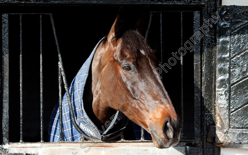 Might-Bite-0006 
 MIGHT BITE at the stables of Nicky Henderson, Lambourn 6 Feb 2018 - Pic Steven Cargill / Racingfotos.com