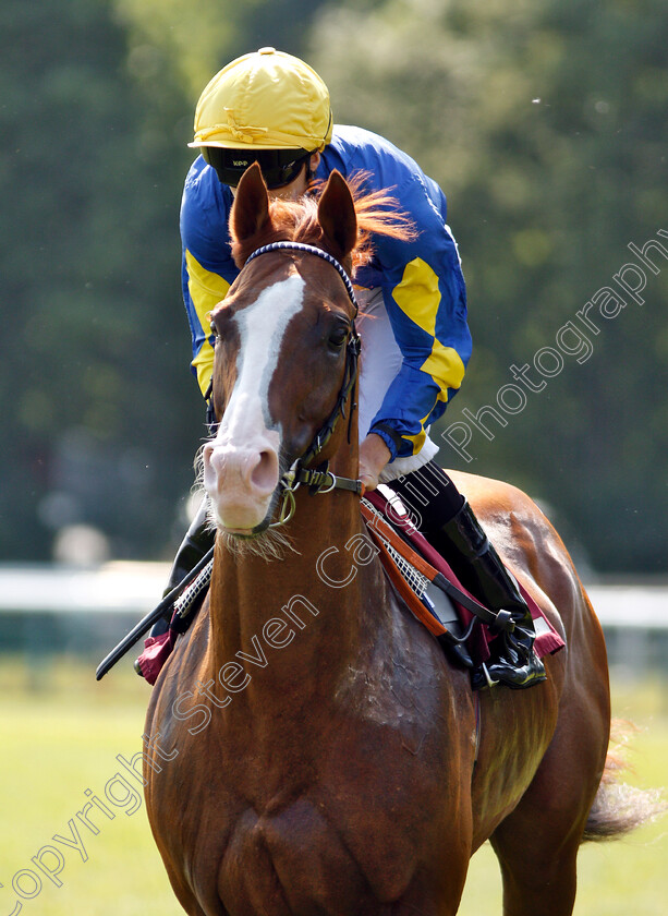 Doctor-Sardonicus-0001 
 DOCTOR SARDONICUS (Martin Harley)
Haydock 26 May 2018 - Pic Steven Cargill / Racingfotos.com