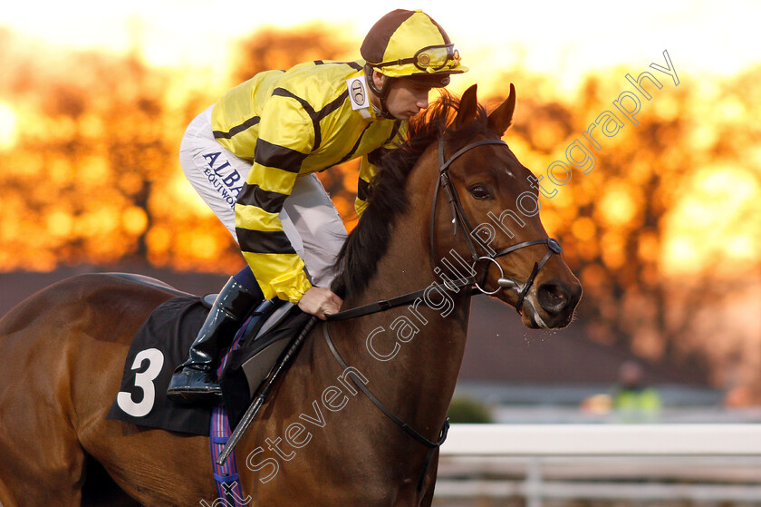 Tulloona-0001 
 TULLOONA (Oisin Murphy)
Chelmsford 20 Feb 2019 - Pic Steven Cargill / Racingfotos.com