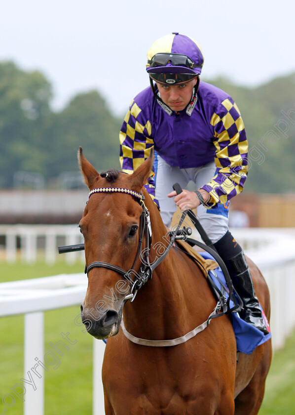 Eligible-0001 
 ELIGIBLE (Shane Gray)
York 17 Jun 2023 - Pic Steven Cargill / Racingfotos.com