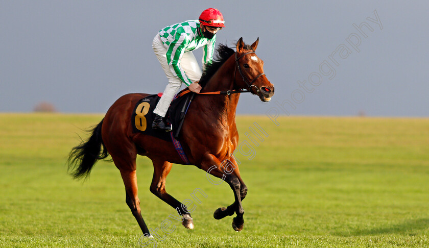 Modern-Millie-0001 
 MODERN MILLIE (Rob Hornby)
Newmarket 31 Oct 2020 - Pic Steven Cargill / Racingfotos.com