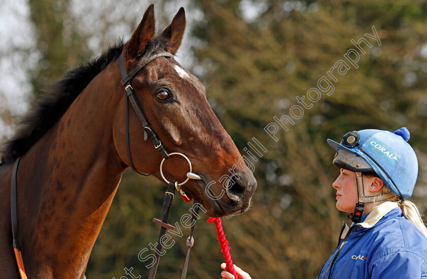 Slate-House-0001 
 SLATE HOUSE at Colin Tizzard's stables near Sherborne 21 Feb 2018 - Pic Steven Cargill / Racingfotos.com