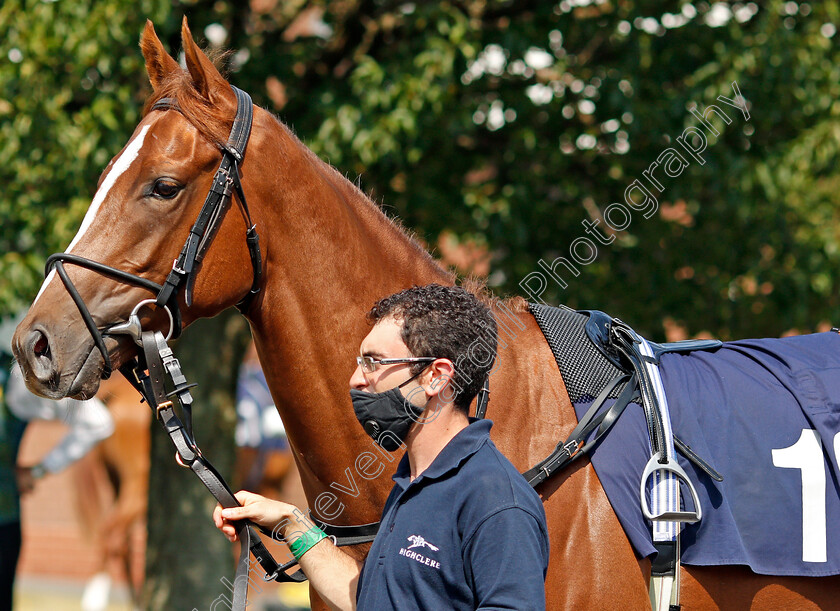 Operatic-0004 
 OPERATIC 
Wolverhampton 11 Aug 2020 - Pic Steven Cargill / Racingfotos.com