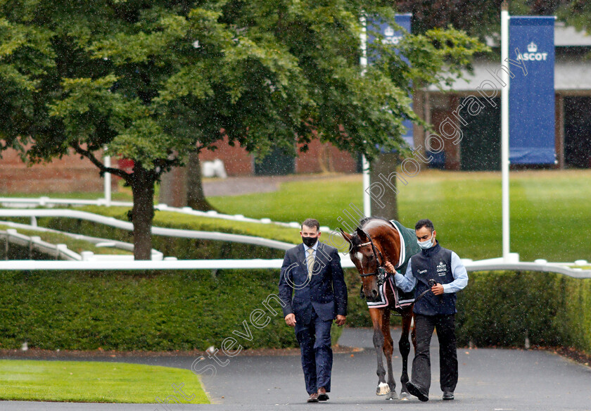 Enable-0004 
 ENABLE before winning The King George VI And Queen Elizabeth Stakes
Ascot 25 Jul 2020 - Pic Steven Cargill / Racingfotos.com