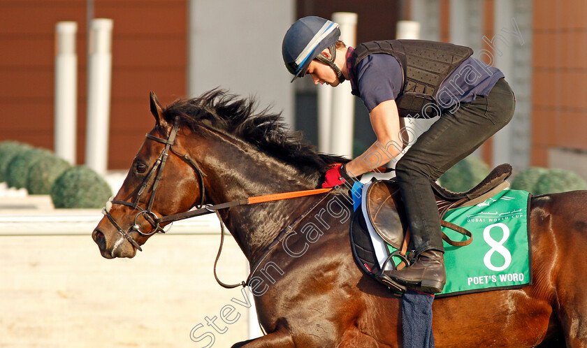 Poet s-Word-0002 
 POET'S WORD exercising in preparation for The Dubai Sheema Classic Meydan 28 Mar 2018 - Pic Steven Cargill / Racingfotos.com