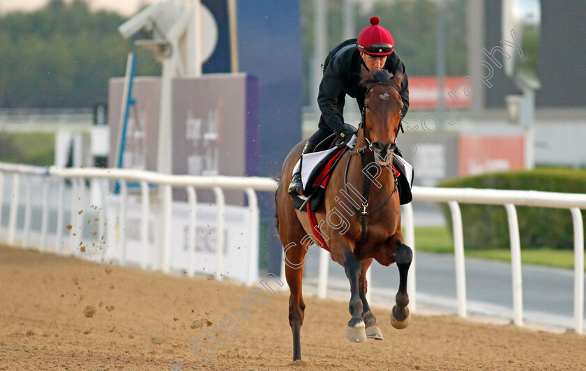 Epic-Poet-0002 
 EPIC POET training at the Dubai Racing Carnival
Meydan 22 Jan 2025 - Pic Steven Cargill / Racingfotos.com