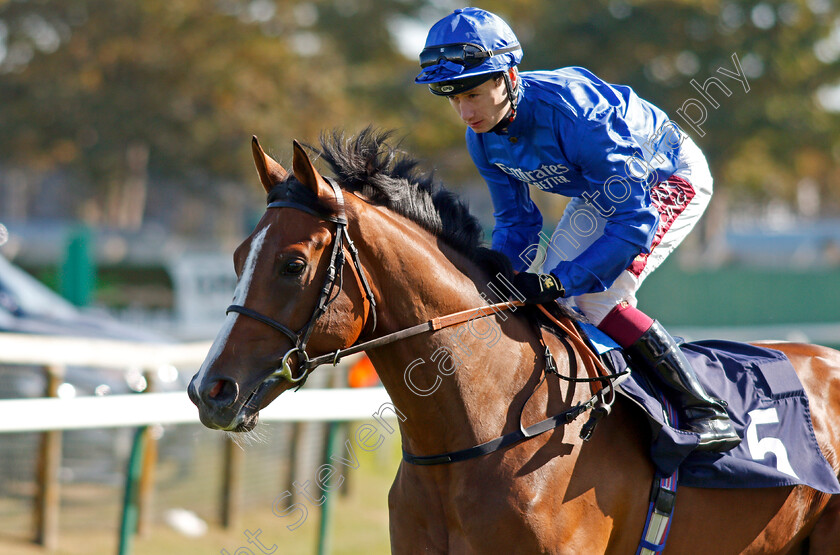 Live-Your-Dream-0002 
 LIVE YOUR DREAM (Oisin Murphy)
Yarmouth 19 Sep 2019 - Pic Steven Cargill / Racingfotos.com