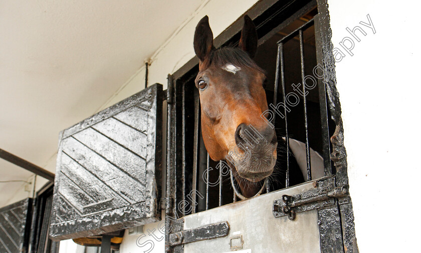 Altior-0005 
 ALTIOR at Nicky Henderson's stable in Lambourn 20 Feb 2018 - Pic Steven Cargill / Racingfotos.com