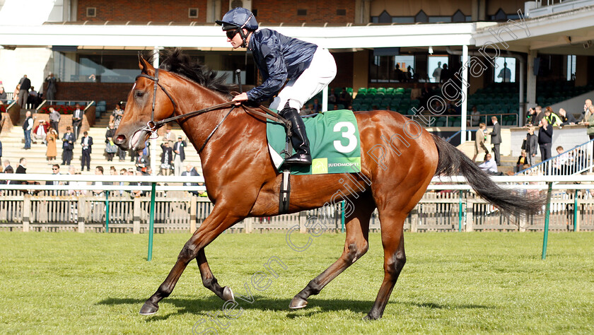 Cape-Of-Good-Hope-0001 
 CAPE OF GOOD HOPE (Seamie Heffernan)
Newmarket 29 Sep 2018 - Pic Steven Cargill / Racingfotos.com