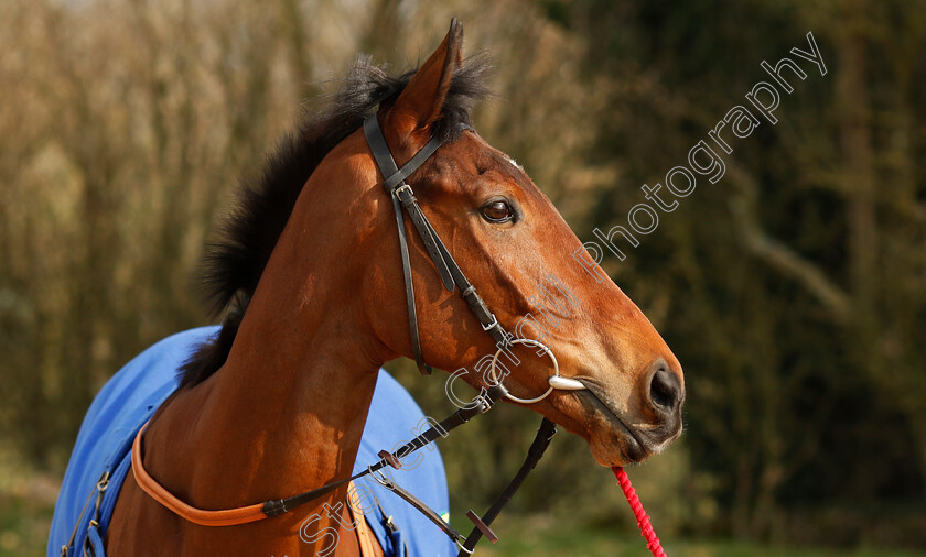 Ainchea-0001 
 AINCHEA at Colin Tizzard's stables near Sherborne 21 Feb 2018 - Pic Steven Cargill / Racingfotos.com